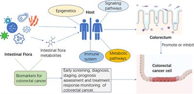 Research progress on the correlation between intestinal flora and colorectal cancer